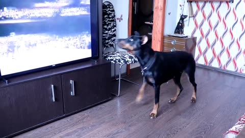 Dancing Doggo