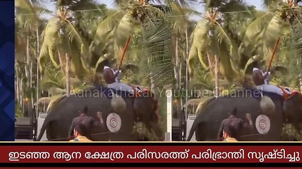 മലപ്പുറത്ത് ക്ഷേത്രോത്സവത്തിനിടയിൽ ആനയിടഞ്ഞു _ Kerala elephant attack in 2024 latest