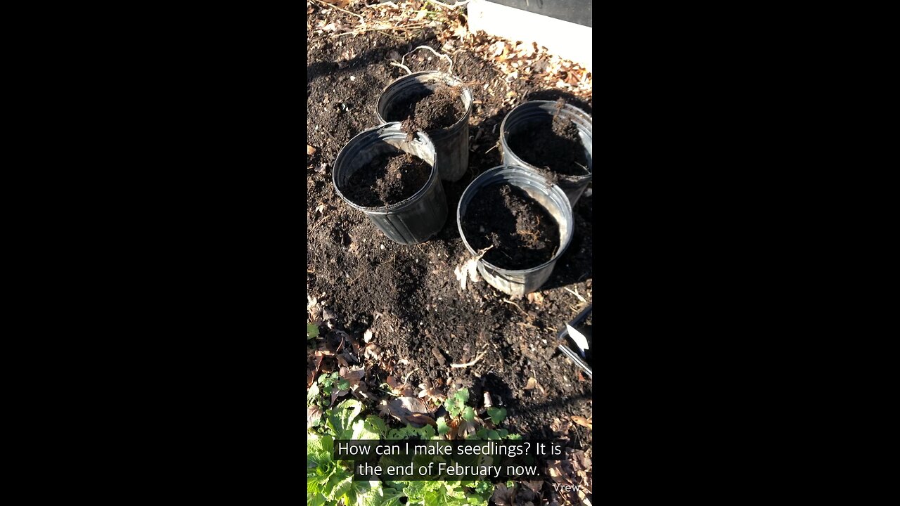 How can I prepare seedlings for cold weather?