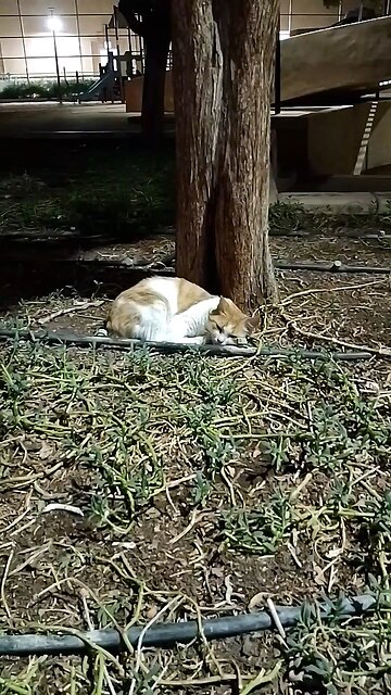 New Cat lover Saudia arbia visit the fan