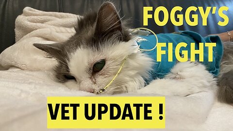 Sick Kitty ! - Foggy Day 6