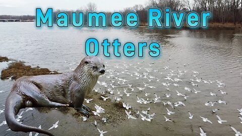 Maumee River Otters in Ohio