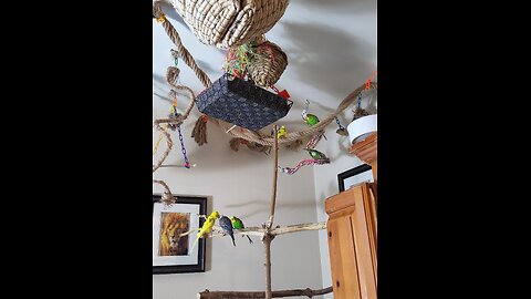 9 Budgies Basking