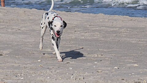 Luna loves Friends At The Beach