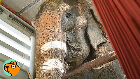 Elephant Finally Breaks Free After 50 Years of Logging | Cuddle Buddies