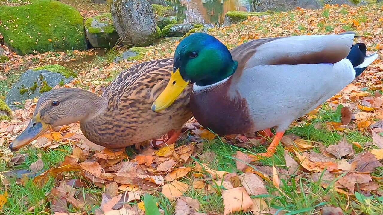 Mallard Duck Couple Rummaging Through Fallen Leaves