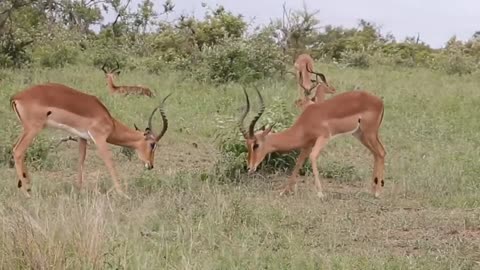 two male deer are fighting in the forest