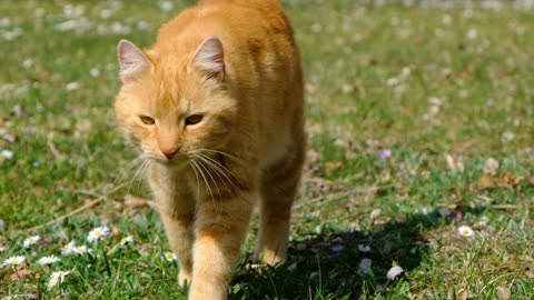 Beautiful Cat Walk in the Park 🐾🏞️