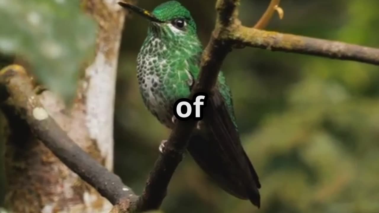 🐦💓🌺⚡🕊️ The Incredible Hummingbird – A Heart That Beats 1,200 Times Per Minute! 😲💓