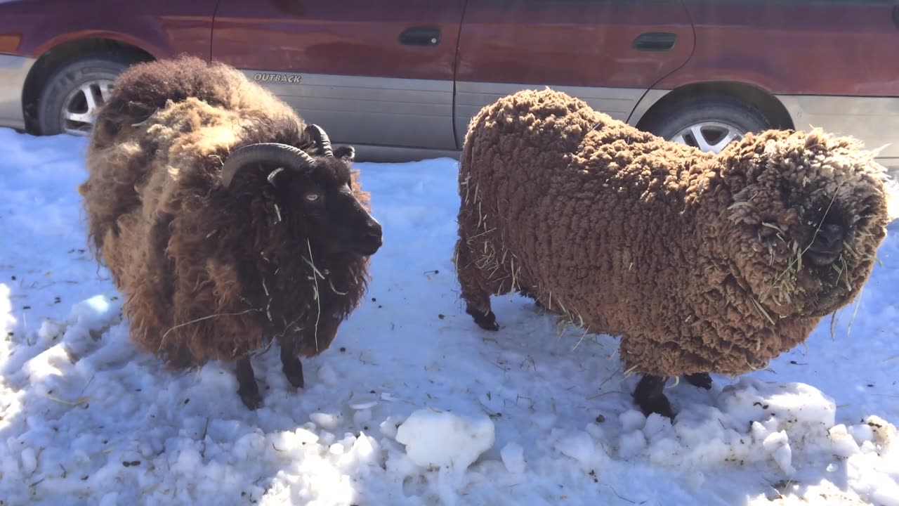 Sheep watching me listening to the birds.