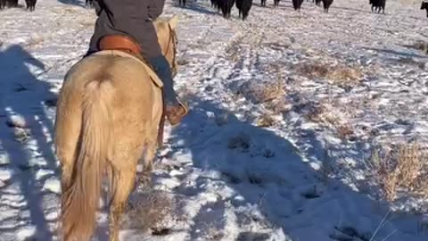 We're out here producing the Healthiest Beef in America. cartercountrymeats.com