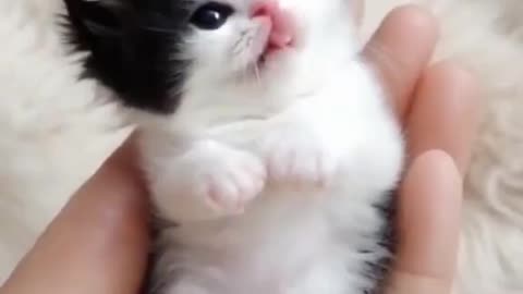 Cute little cat beauty girl