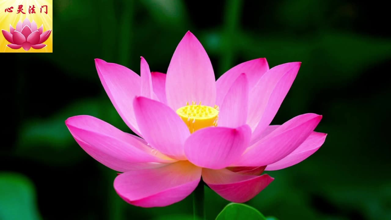 2024 1 25 #心灵法门 #卢军宏