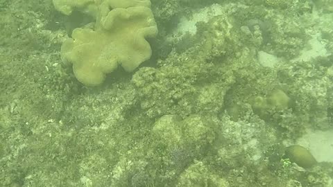 Afternoon Snorkeling