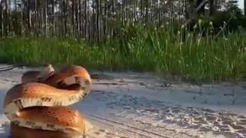BEAUTIFUL RED RAT SNAKE
