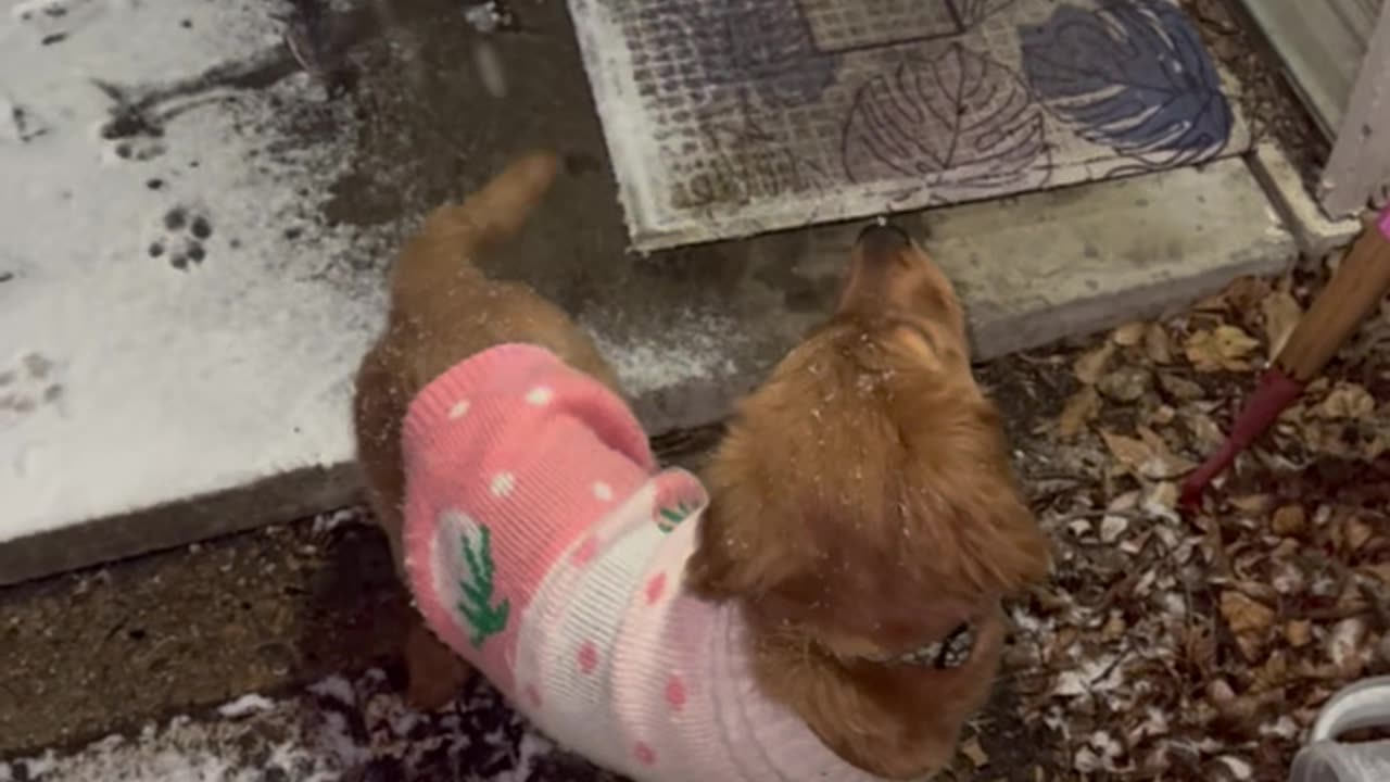 Golden Puppy Chomps At Snow