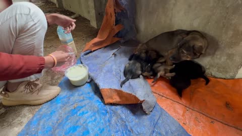 Rescuing an Abandoned Mother Dog and Her Five Newborn Puppies – Heartwarming Story!