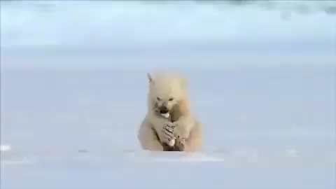 Seal accidentally scares baby polar bear