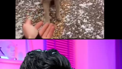 Bhai ko laga kutta hai🤣🤣🐕‍🦺