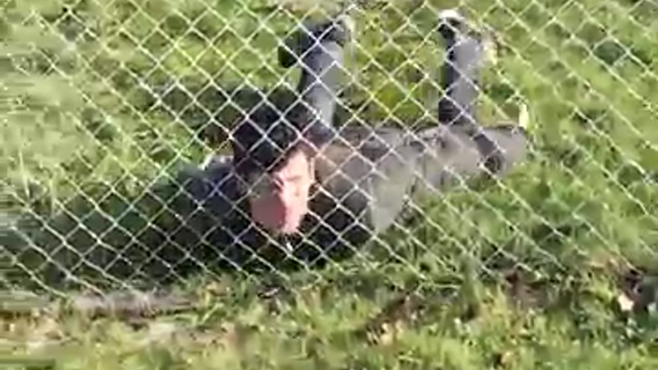 HOW ANIMALS GET OVER A FENCE, VERY FUNNY
