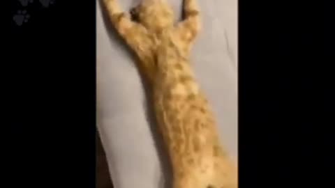Funny dog and cat