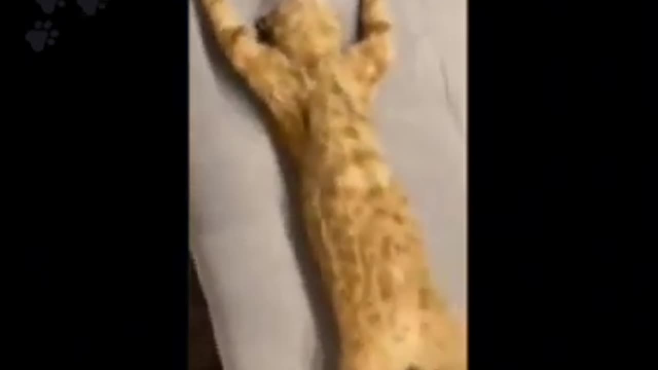 Funny dog and cat