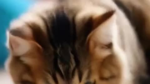 Funny Cat Dance #shorts #trending #viral #catdance