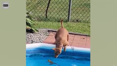 Funny Cute Dogs - Try Not To Laugh...