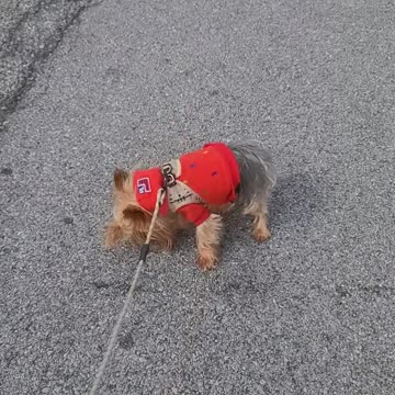 Stubborn Yorkie Refuses to Exercise