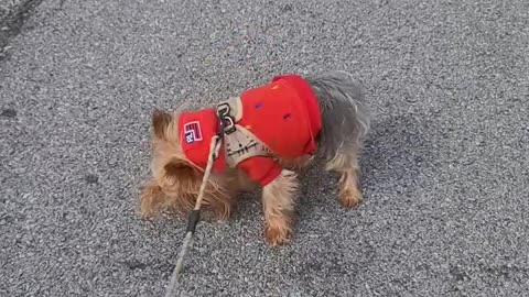 Stubborn Yorkie Refuses to Exercise