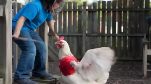 Kid fighting Chicken