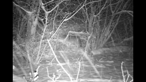 Coyote caught on game camera close to my house