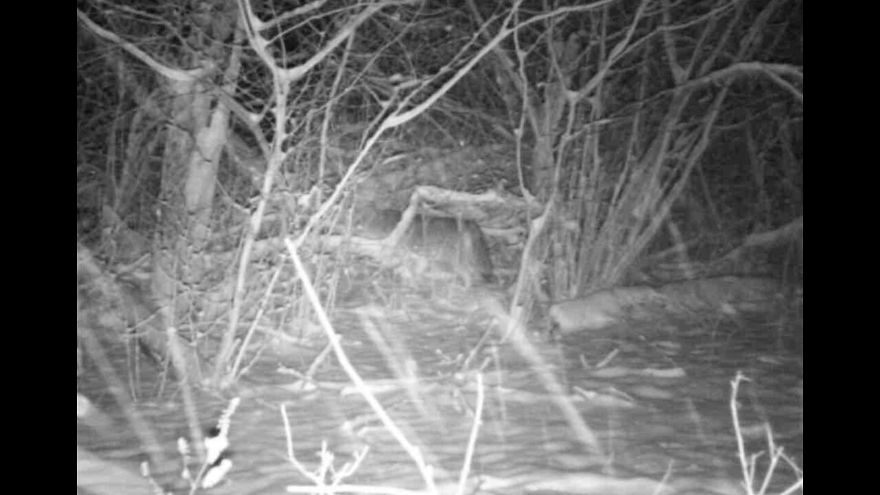 Coyote caught on game camera close to my house