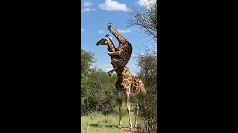 Funny Animal- Baby Girrafe Won't Go to School #funnyanimal #funnyshorts #funnyvideo #animalhumor