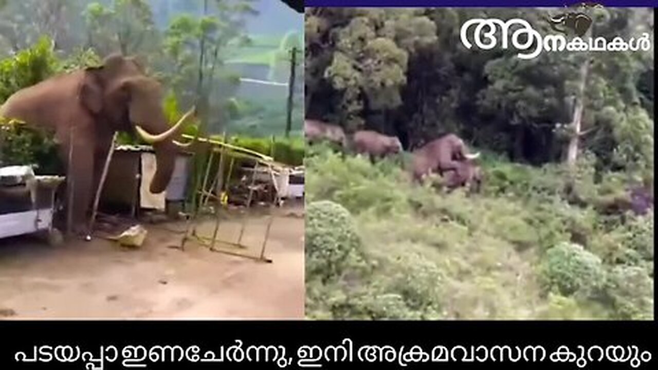 പടയപ്പ ഇണചേർന്നു ഇനി അക്രമവാസന കുറയും _ Padayappa elephant in munnar attack