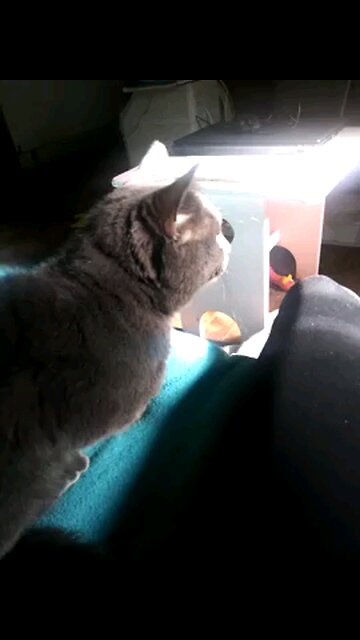 windigo looking out the window