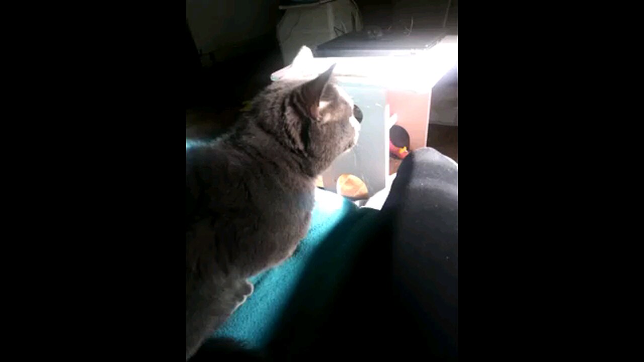 windigo looking out the window