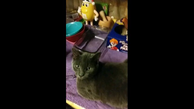 my cat windigo