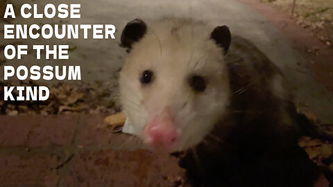 A Close Encounter Of The Possum Kind