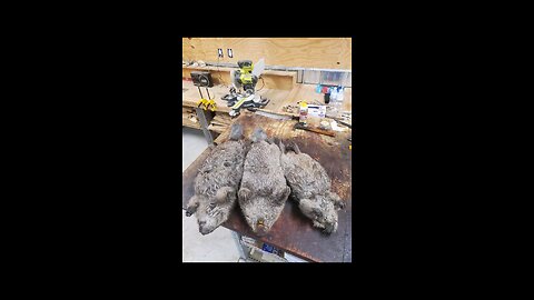 Trapping beavers #35-#36-#37 Feb 9th 2024... #trapping, #beavers, #backwoods, #Godscountry