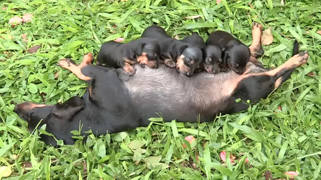 Cute Dachshund Puppies Suckling - PSN Experiment