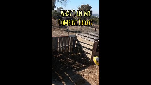 What’s in my compost today?