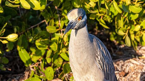 Yellow-crowned Night Heron on the Hunt