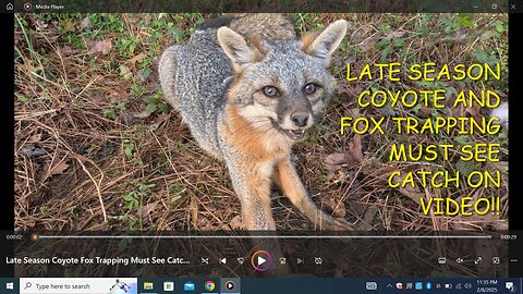 Late Season Coyote And Fox Trapping. Must See Catch On Video!