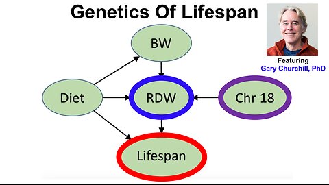 Genetics Of Lifespan