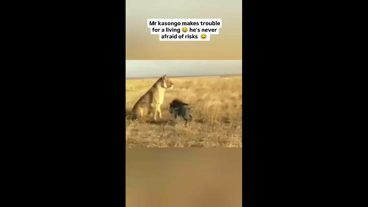 funny trouble animal