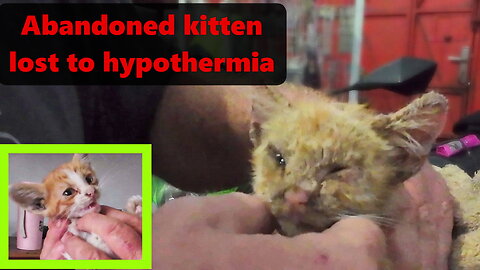 Trying to save a kitten with extreme hypothermia - others were luckier....