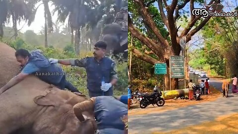 തളർന്ന വീണ ആനയെ താങ്ങി നിർത്തിയ ഗണപതി _ Athirapally elephant news _ Elephant rescue kerala