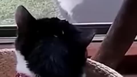Funniest Animals Videos Cats And Dogs ❤ 😄