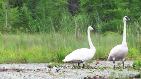 Trumpeter Swans Scenic State Park, MN